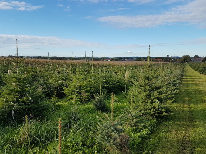 Christbäume Göttl-Hof Pörndorf
