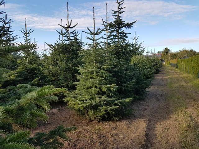 Göttl Hof Christbäume Pörndorf (6)