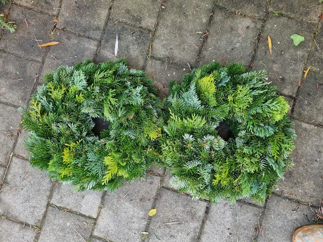 Göttl Hof Christbäume Pörndorf (75)